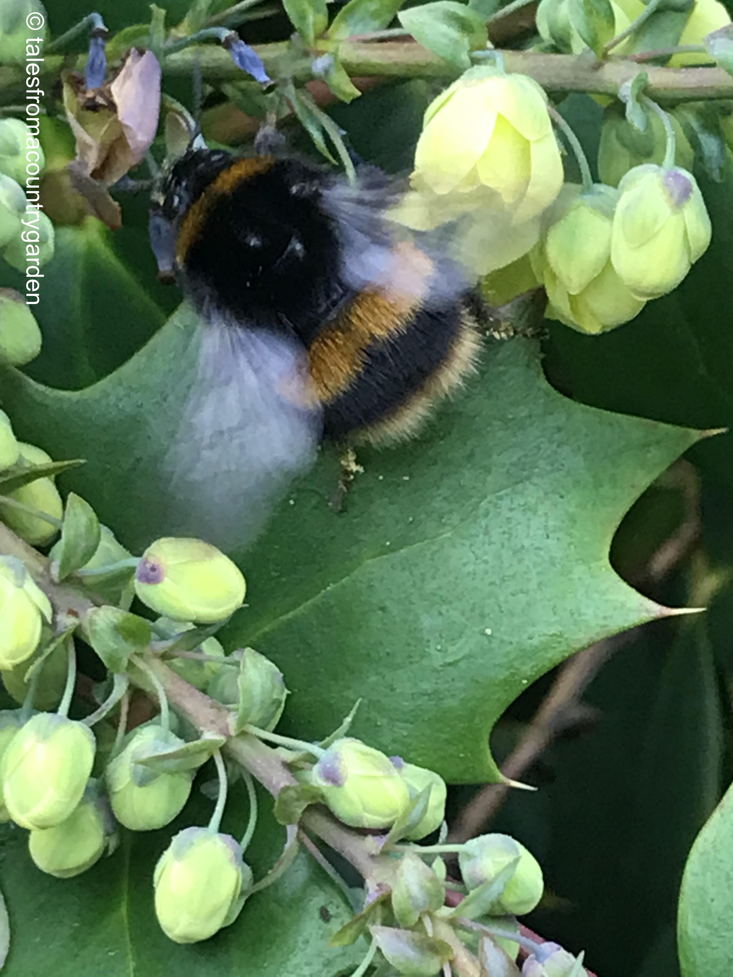 IMG_3768_watermarked