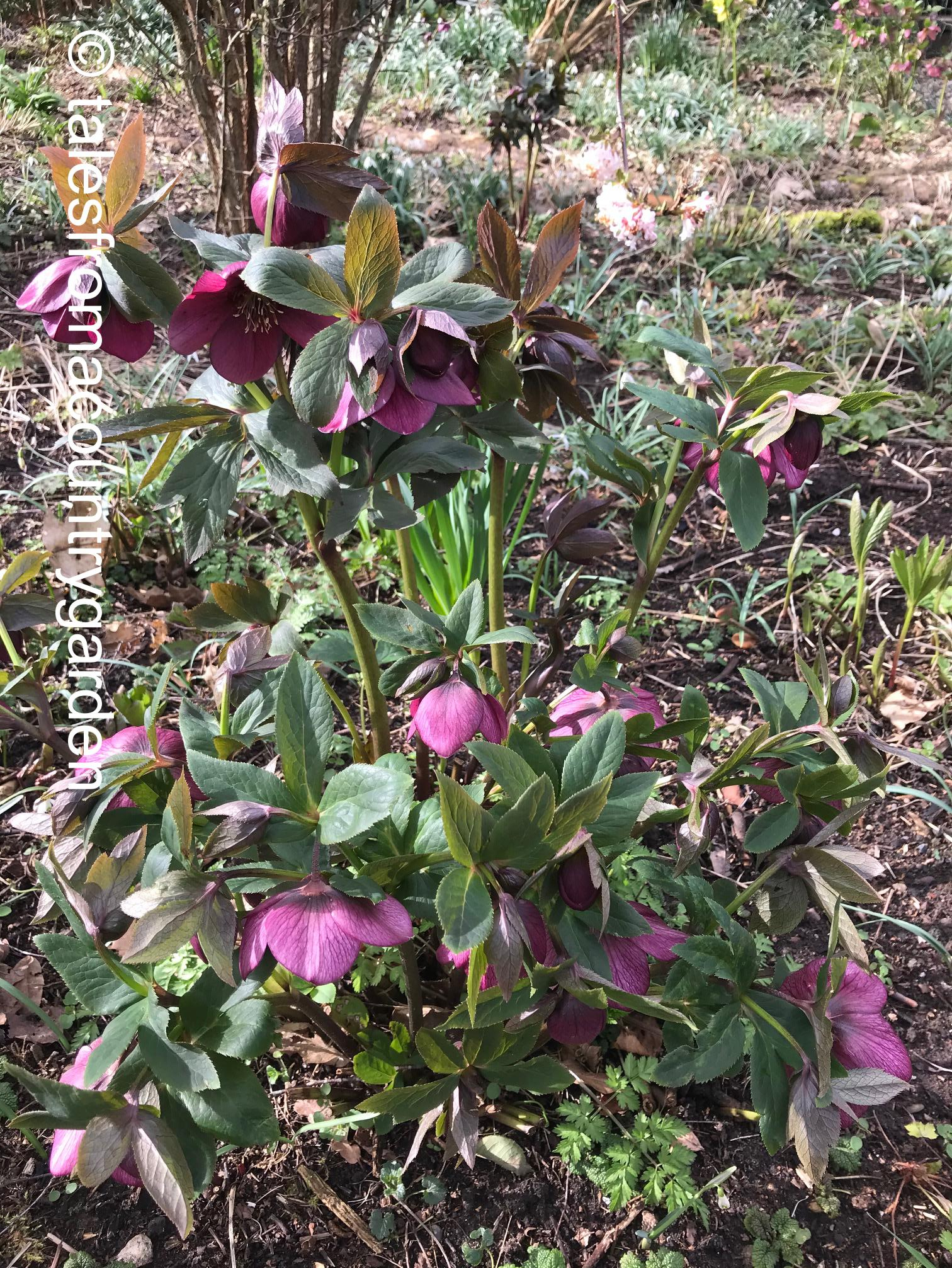 IMG_3977_watermarked