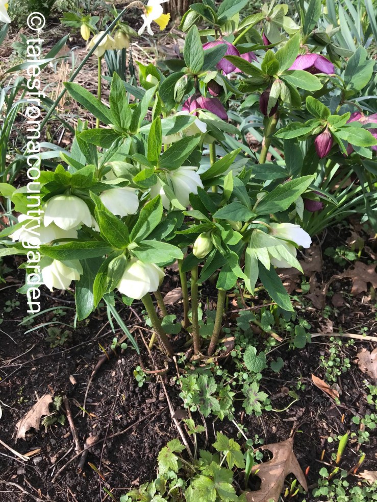 IMG_3978_watermarked