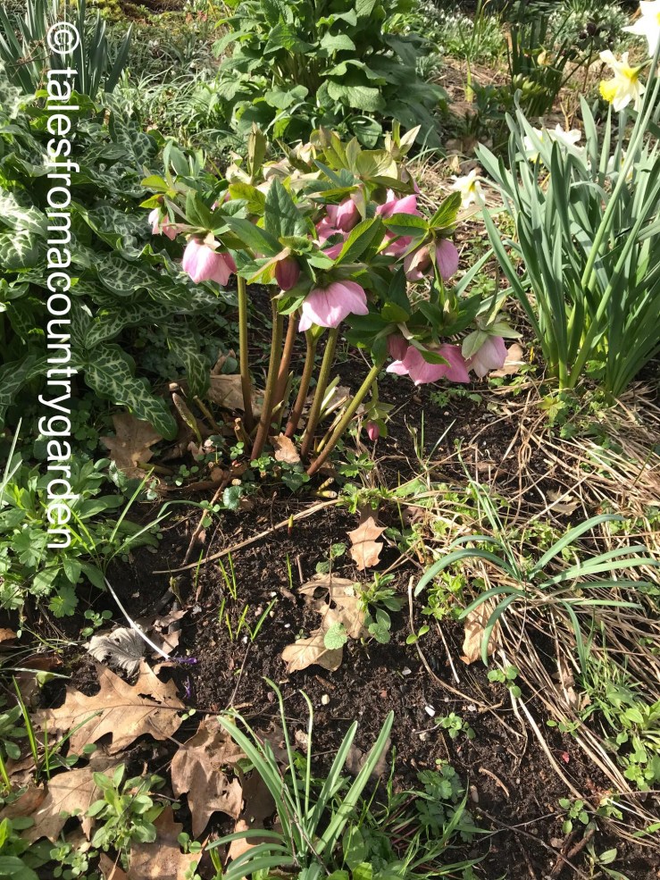 IMG_3980_watermarked