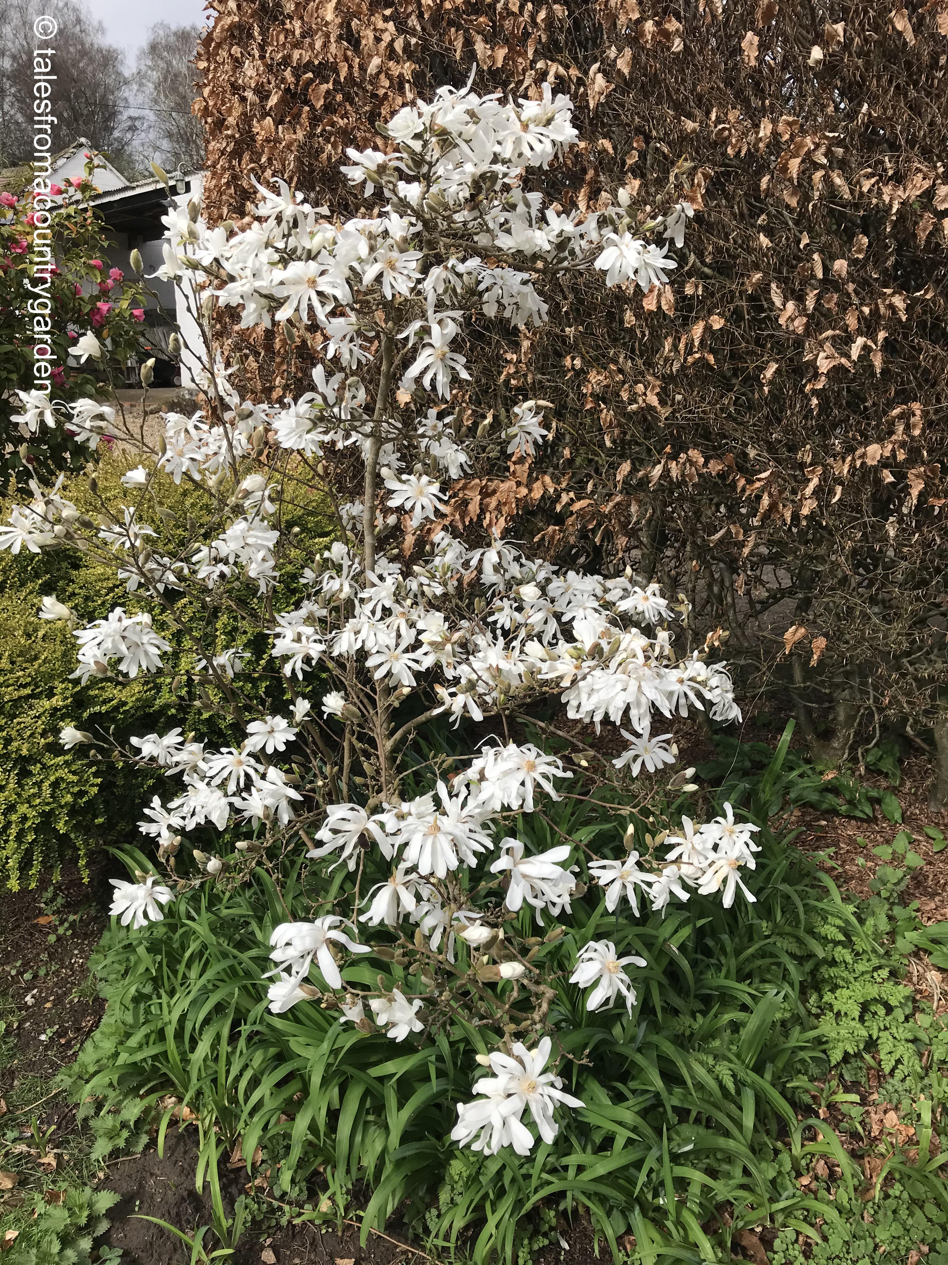 IMG_4067_watermarked