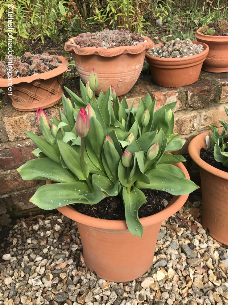 IMG_4068_watermarked