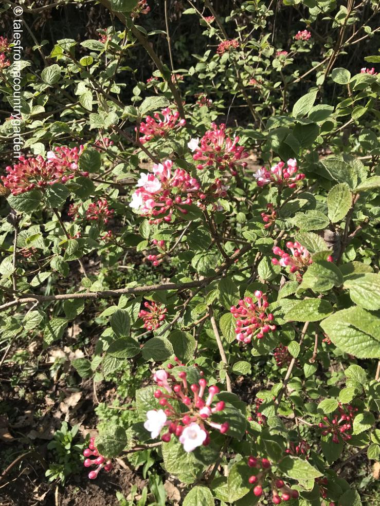 IMG_4104_watermarked