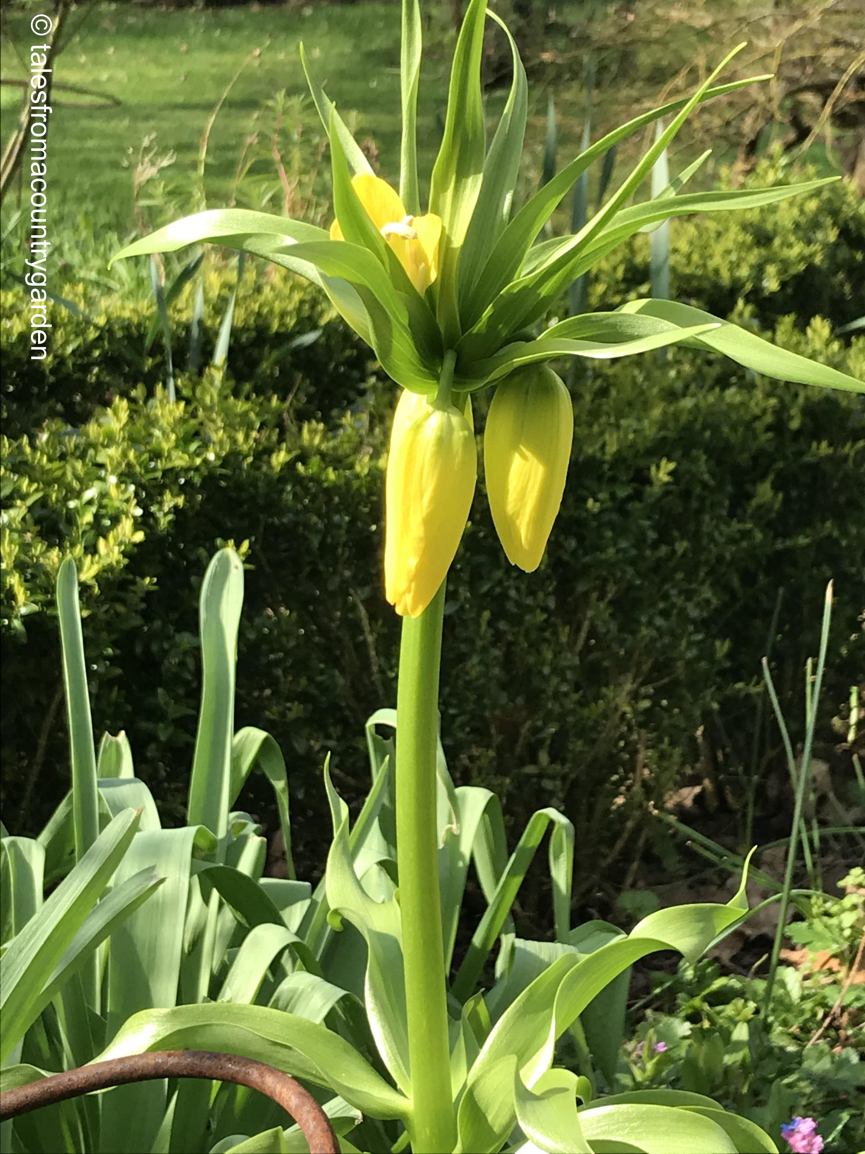 IMG_4111_watermarked