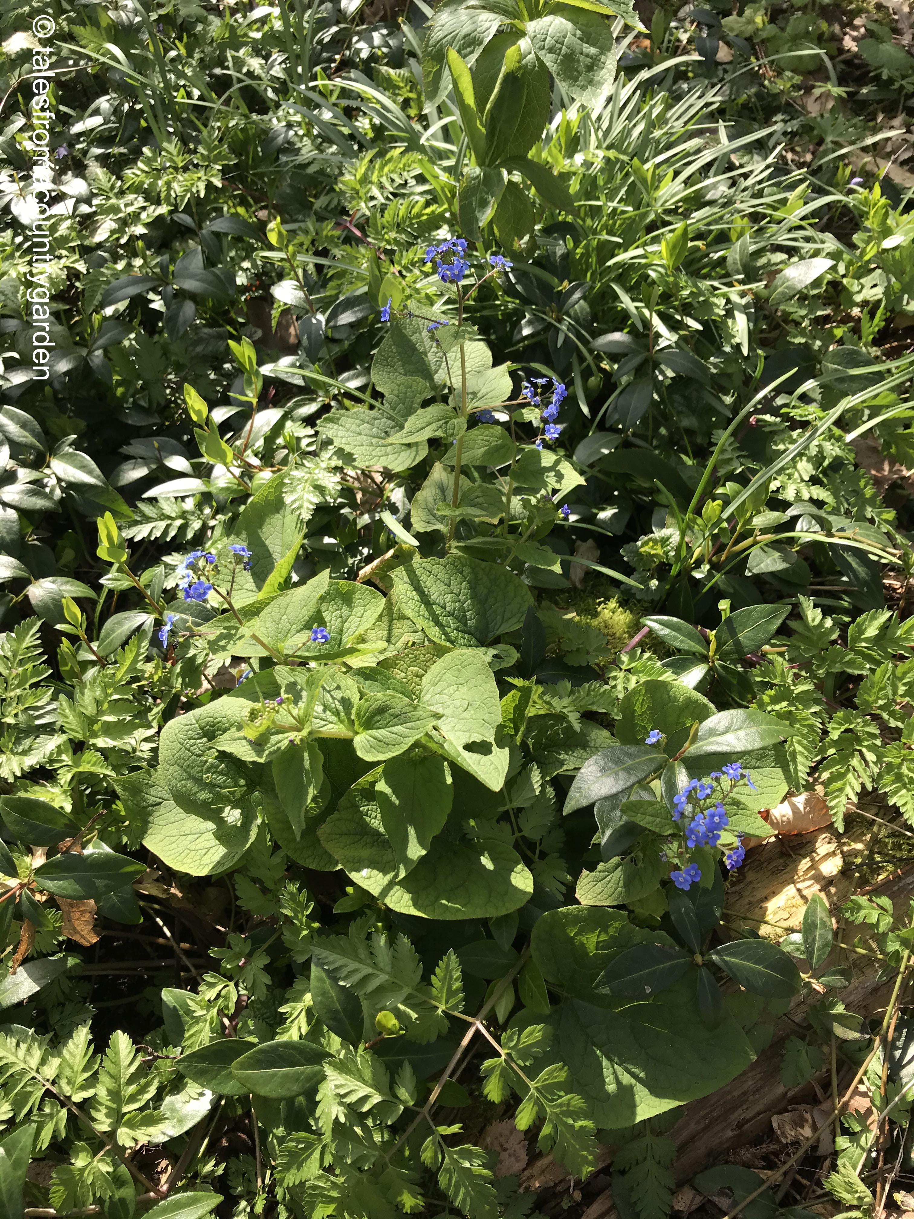 IMG_4113_watermarked