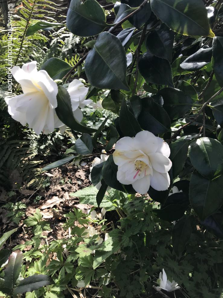 IMG_4116_watermarked