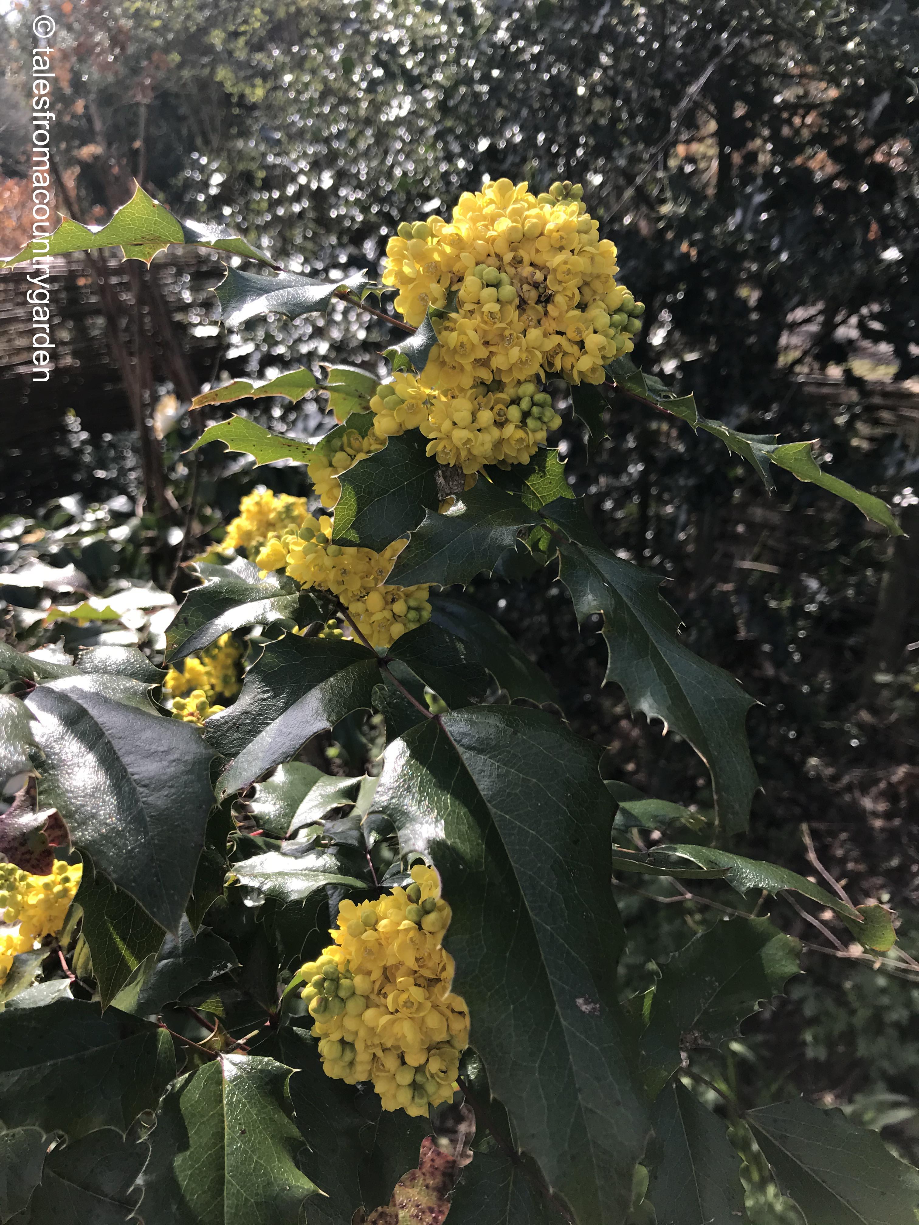 IMG_4117_watermarked