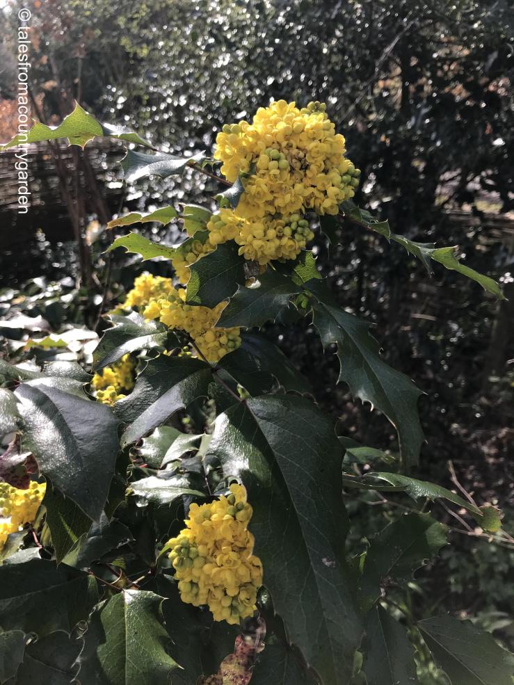 IMG_4117_watermarked