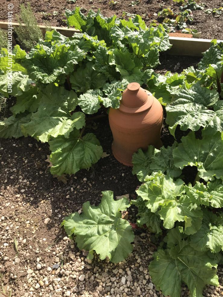 IMG_4118_watermarked