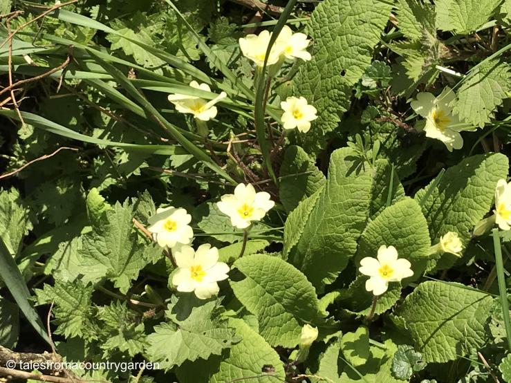 IMG_4122_watermarked