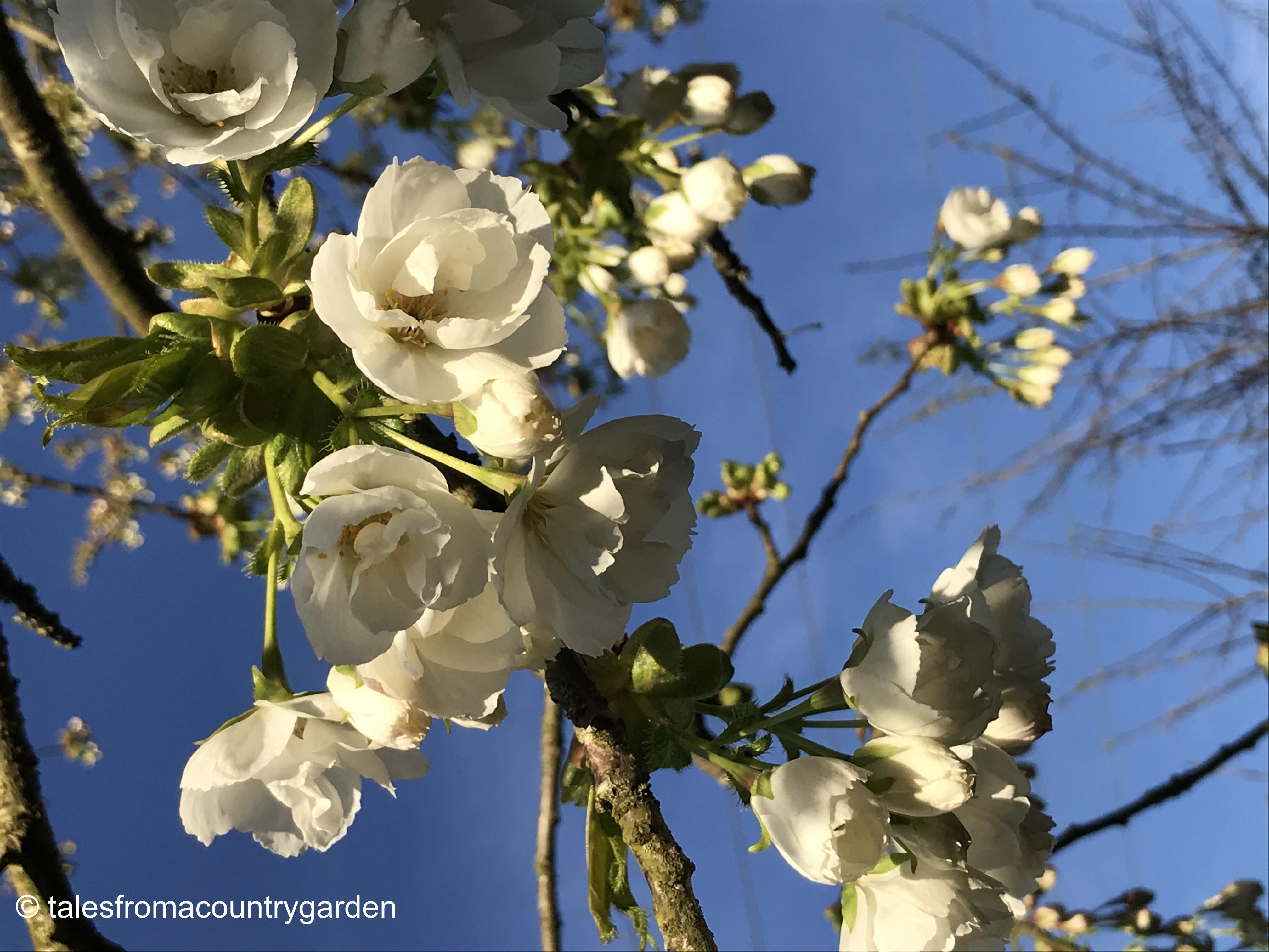 IMG_4126_watermarked