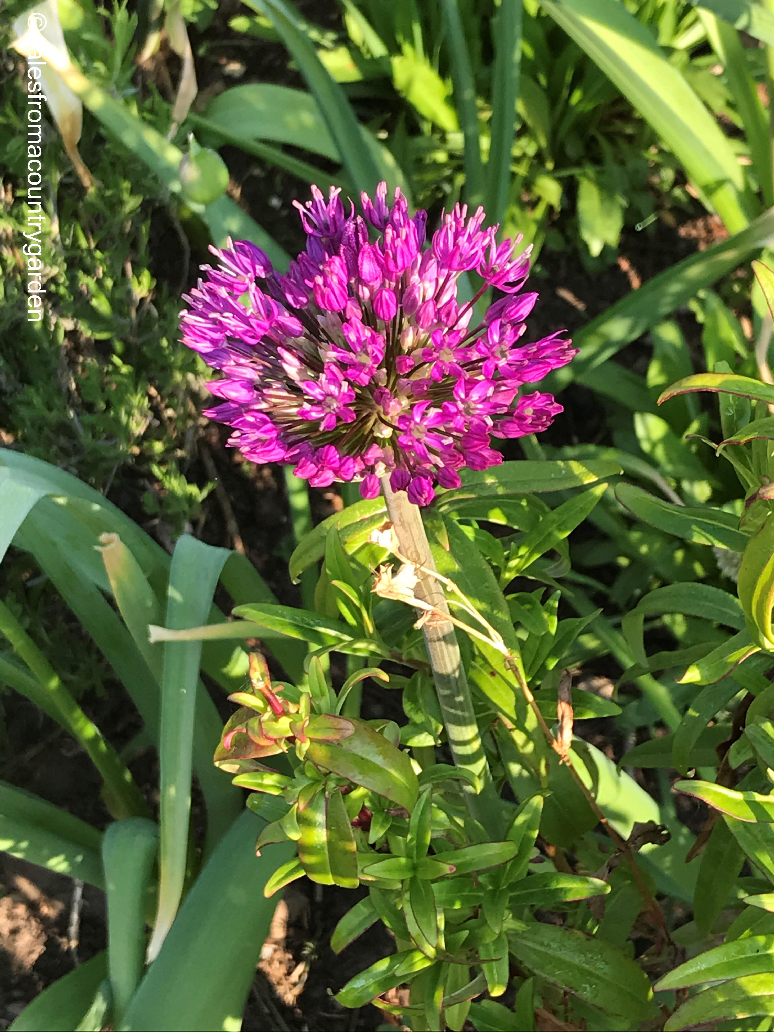 Allium_watermarked