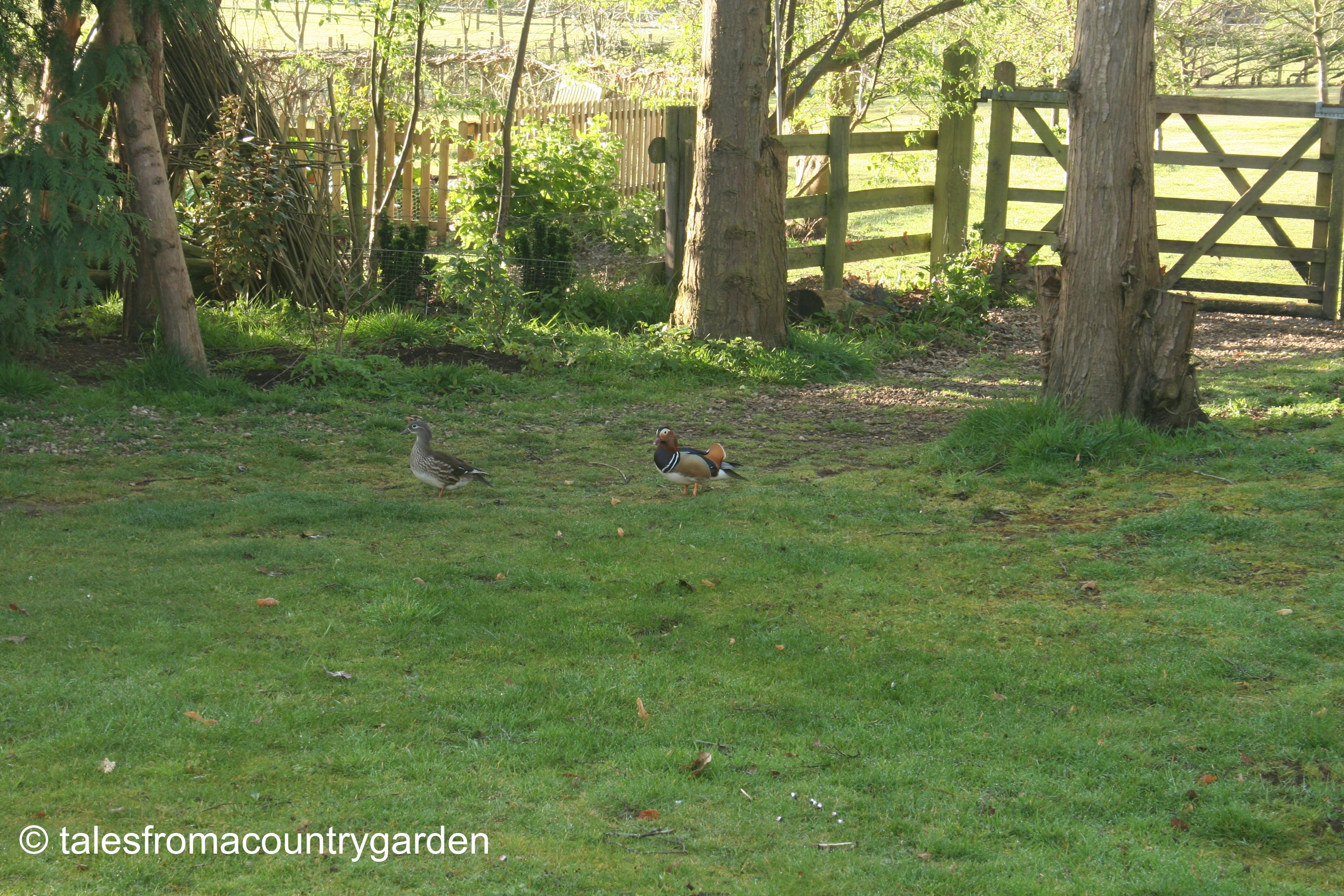 IMG_0426_watermarked