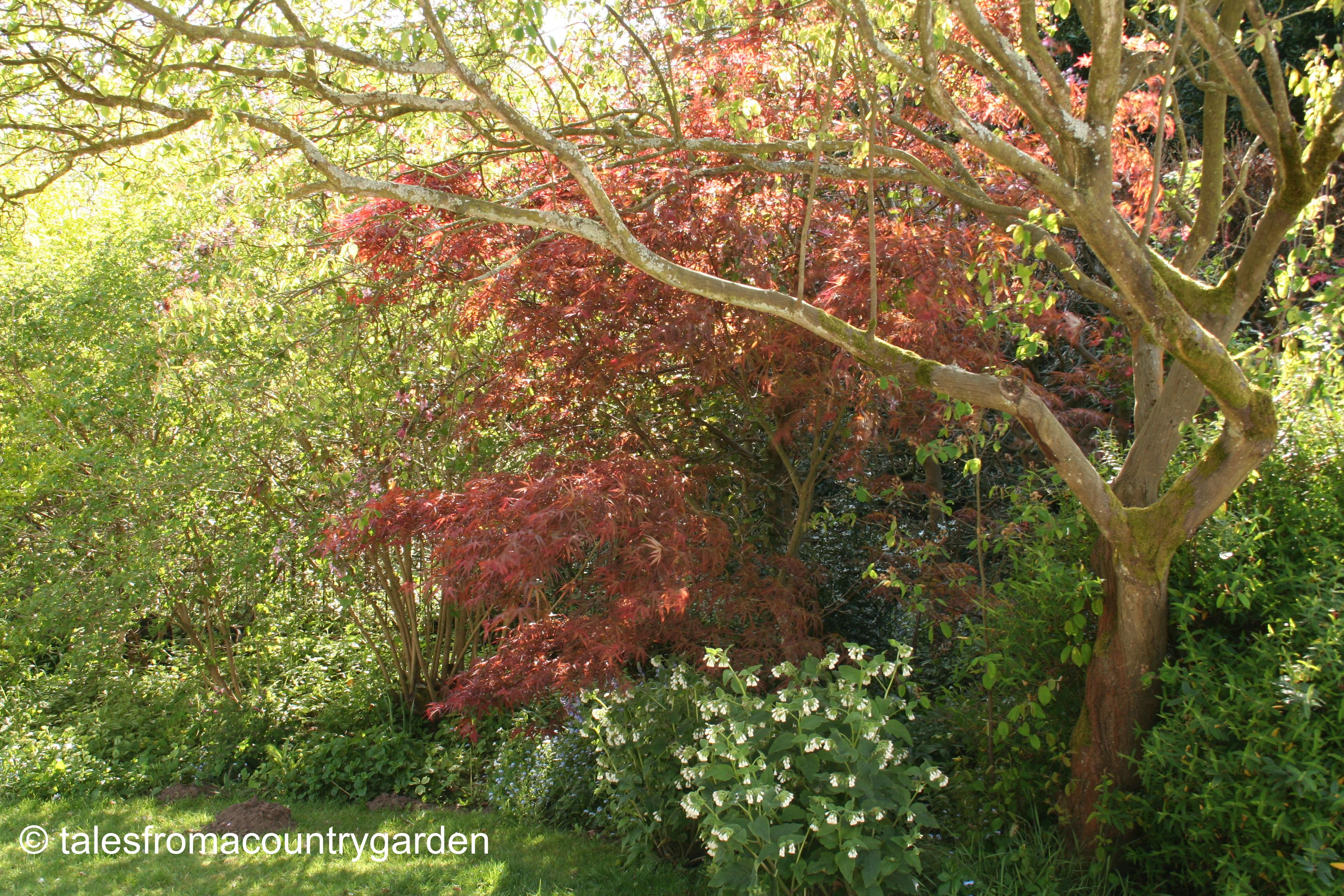 IMG_0431_watermarked