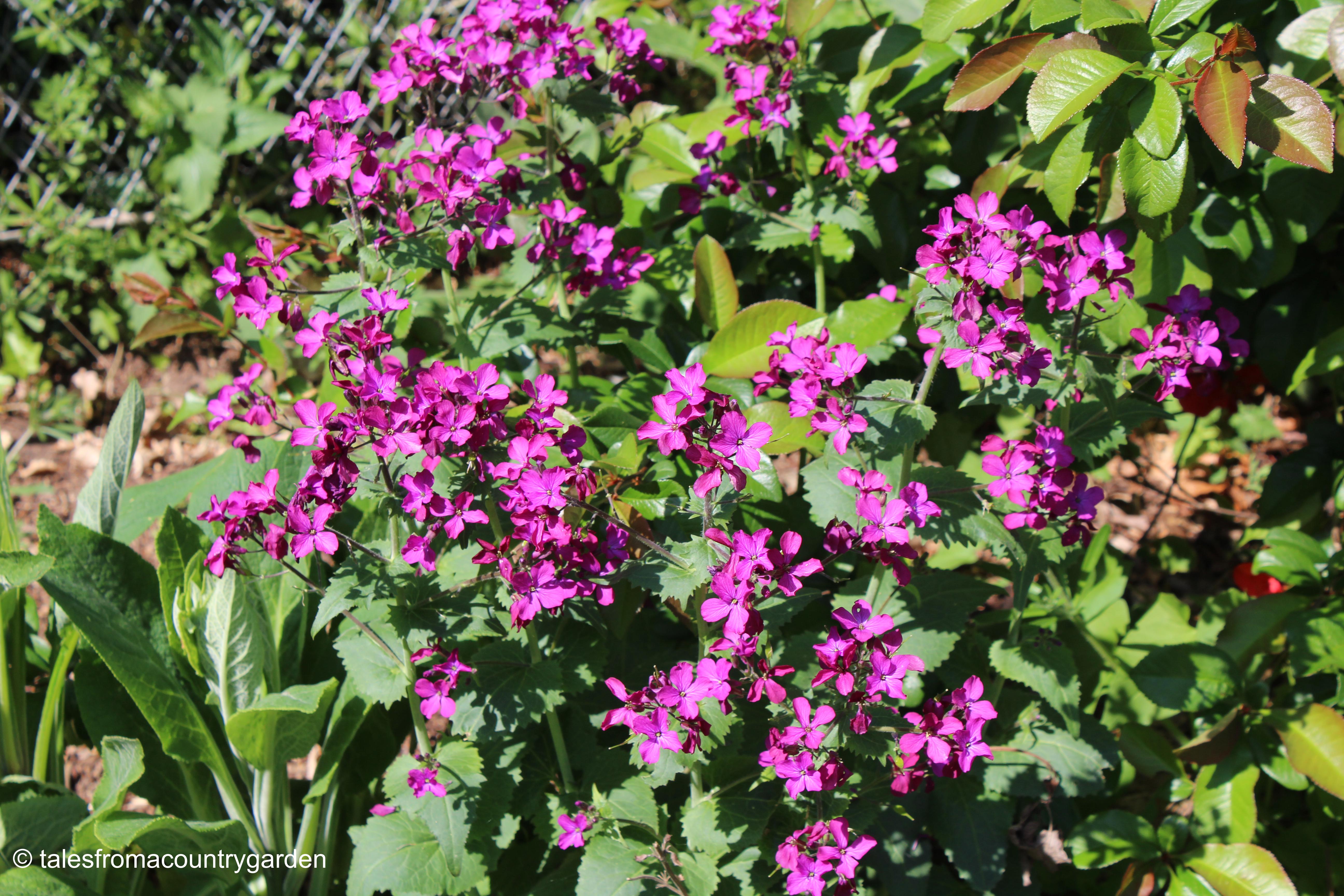 IMG_4209_watermarked