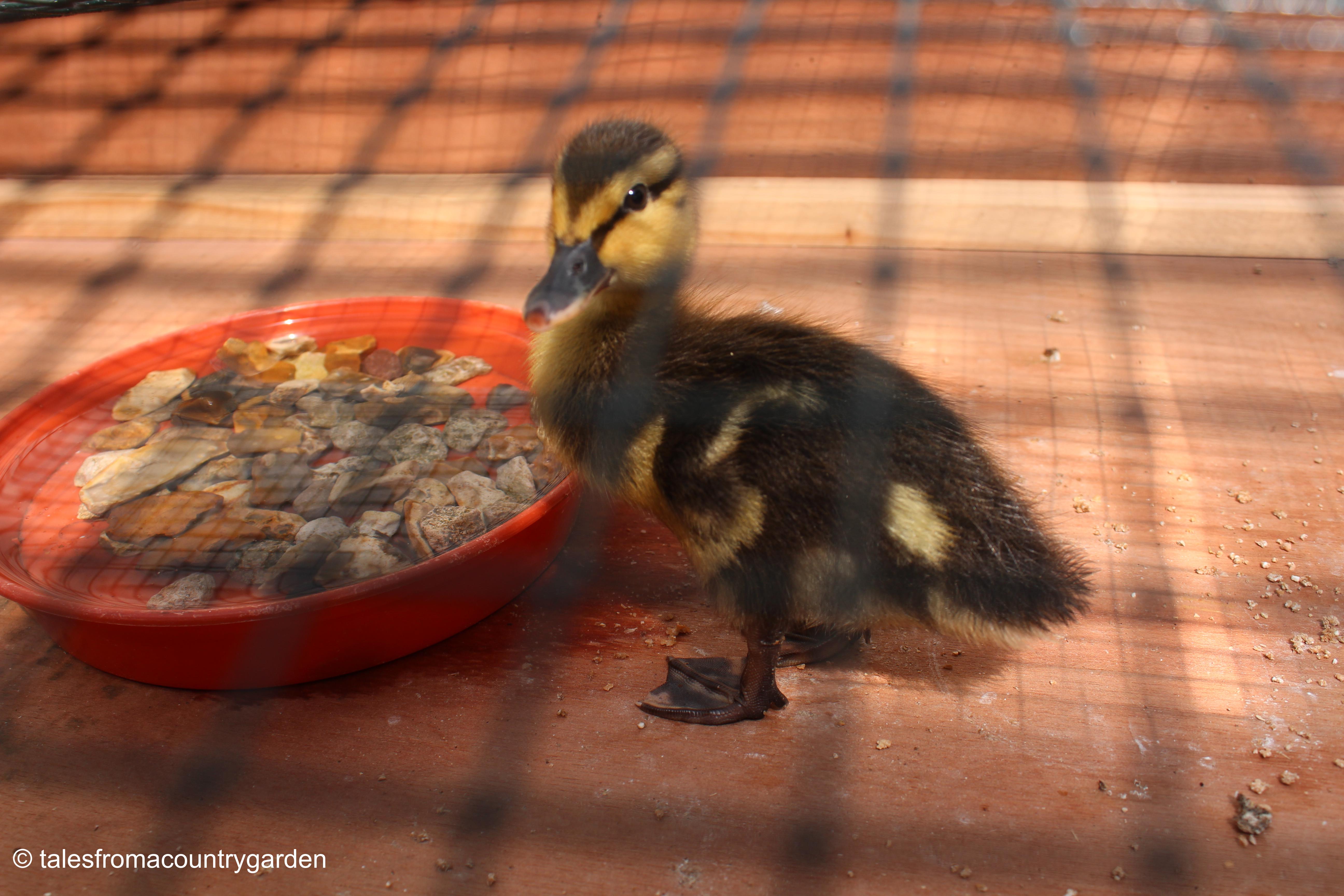 IMG_4262_watermarked