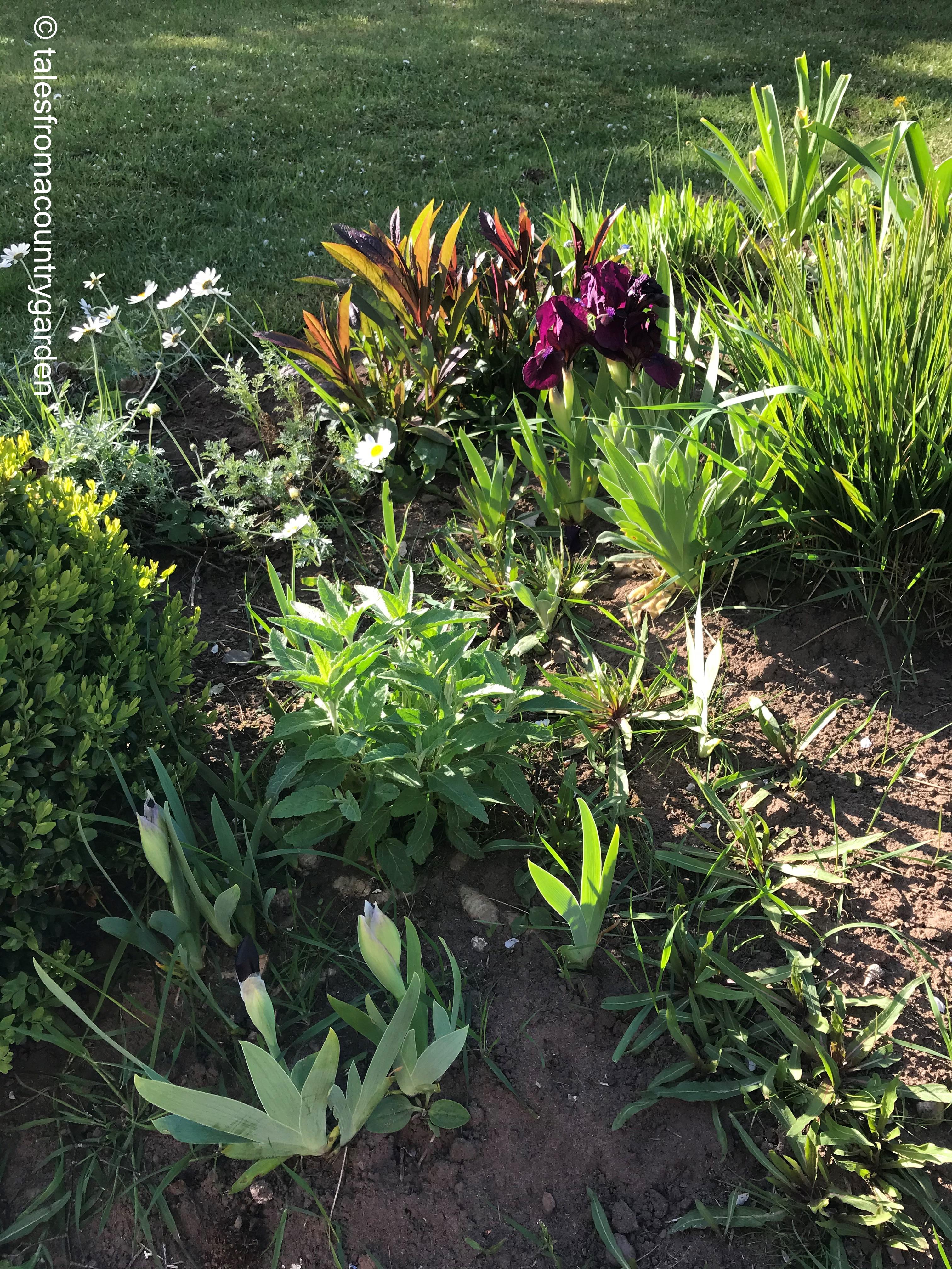 Iris Langport Wren_watermarked