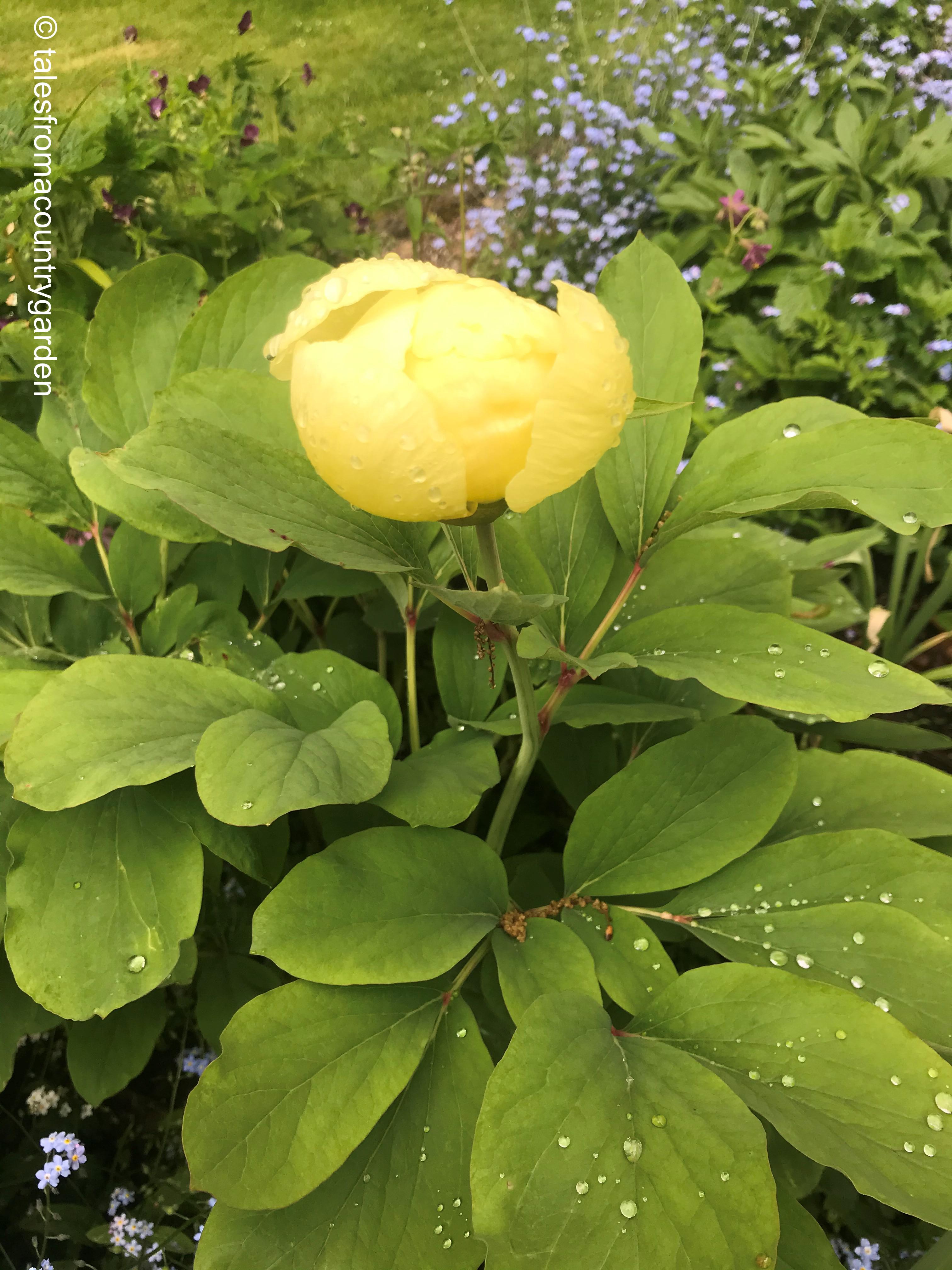 peony_watermarked