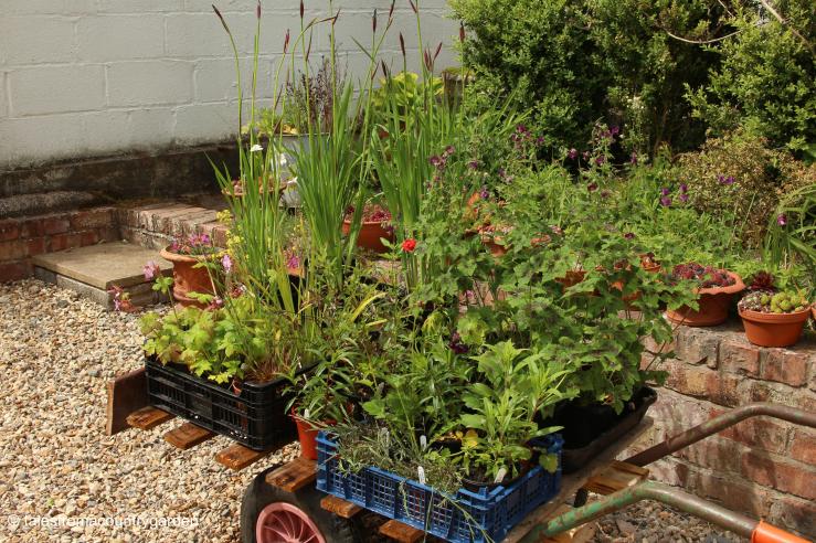 IMG_0001_watermarked - Copy