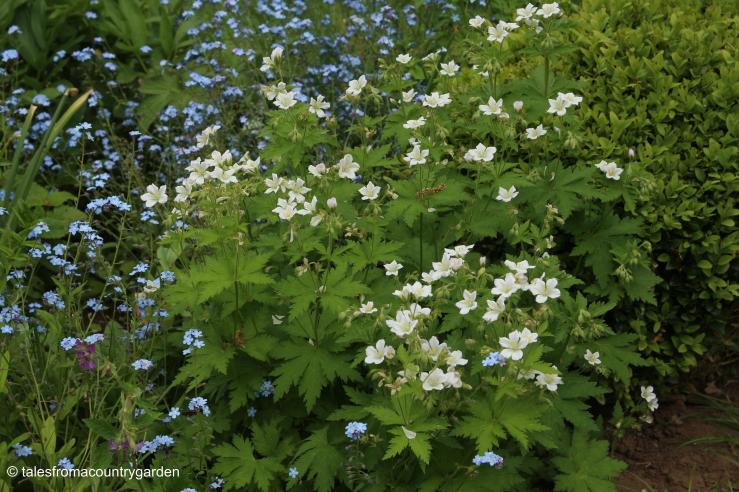 IMG_0011_watermarked