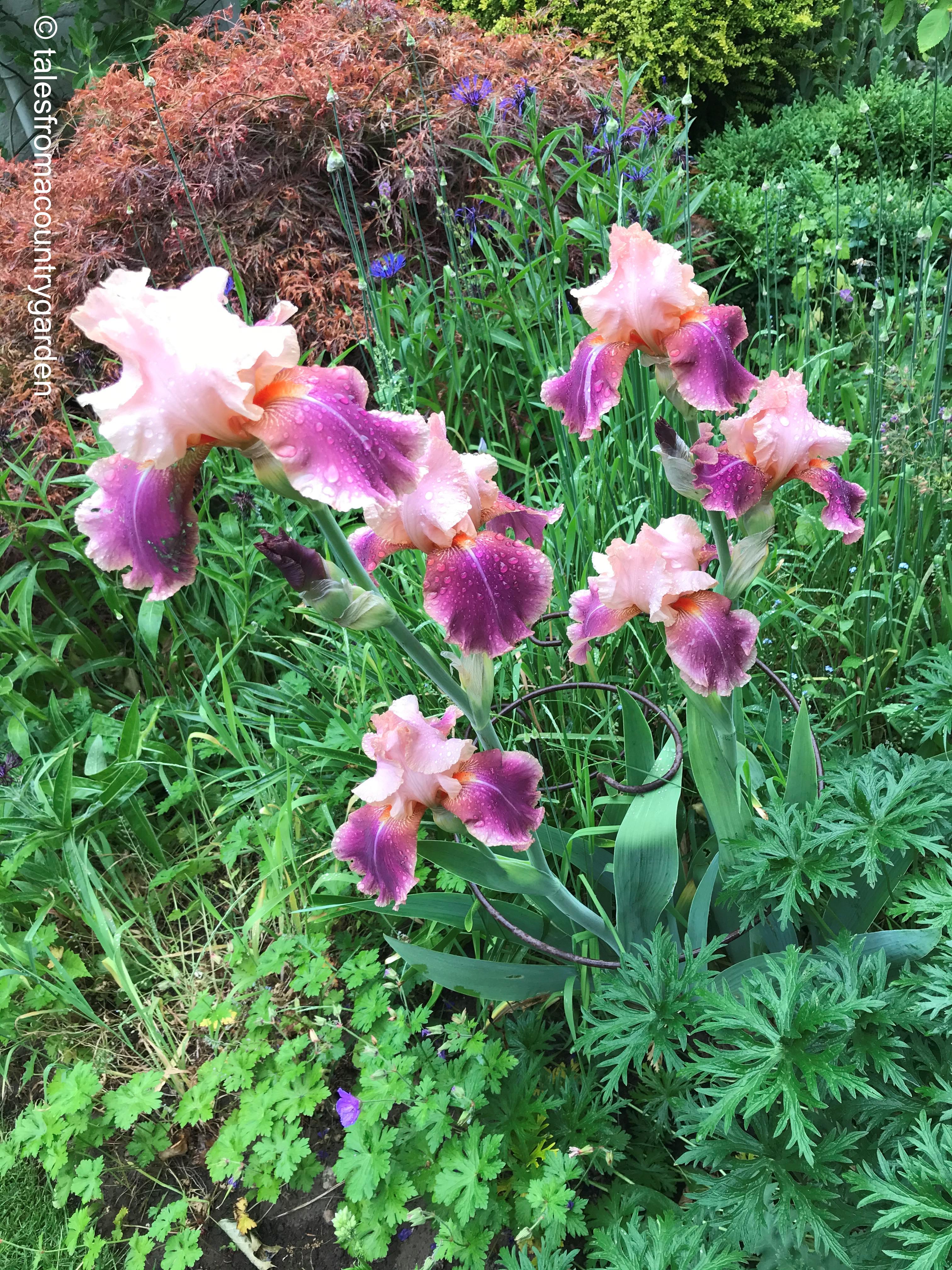 Iris Carnaby_watermarked