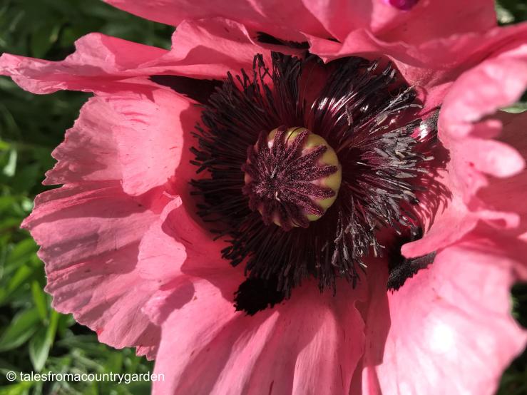 papaver patty's plum_watermarked