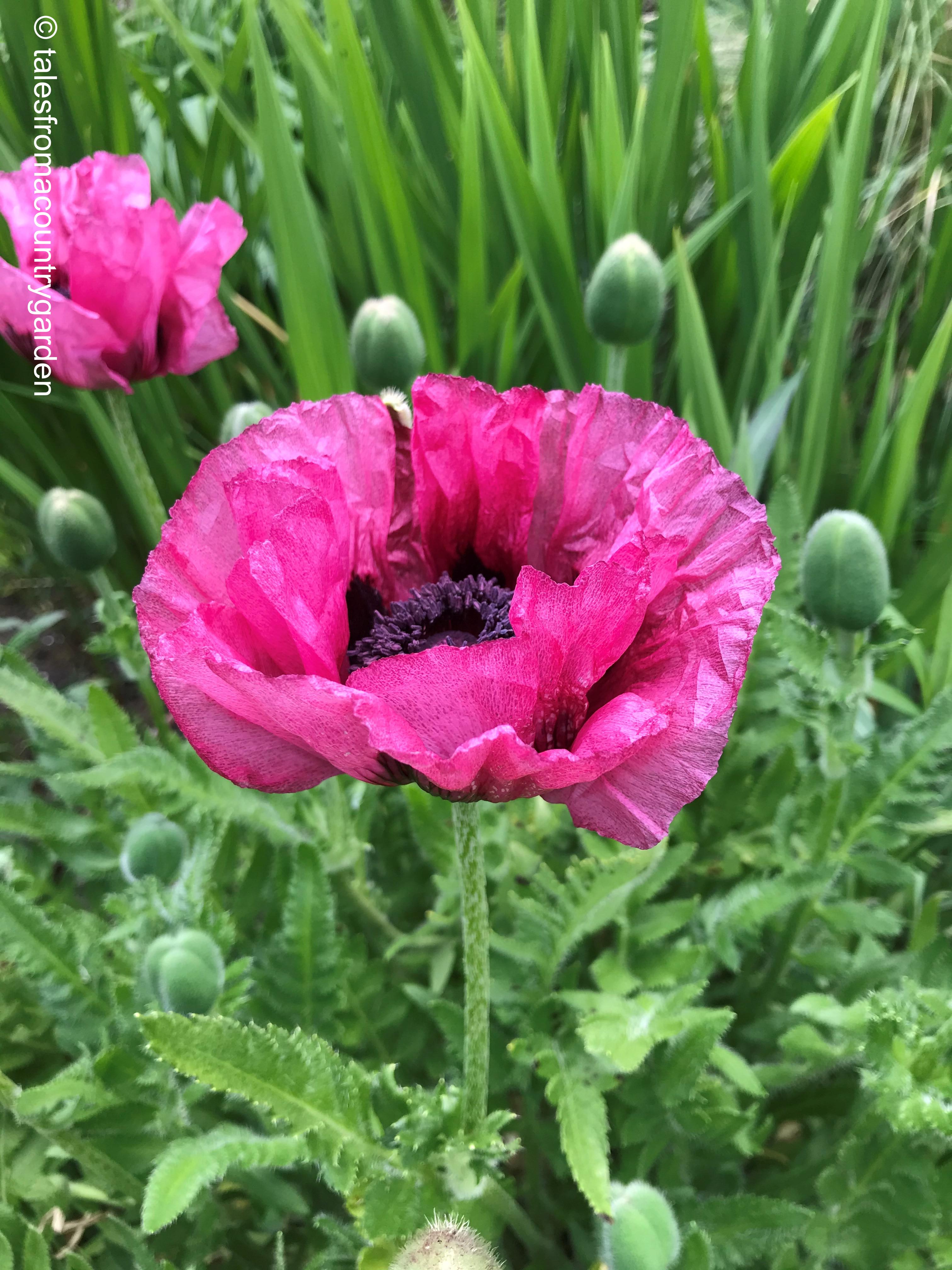 Papaver_watermarked