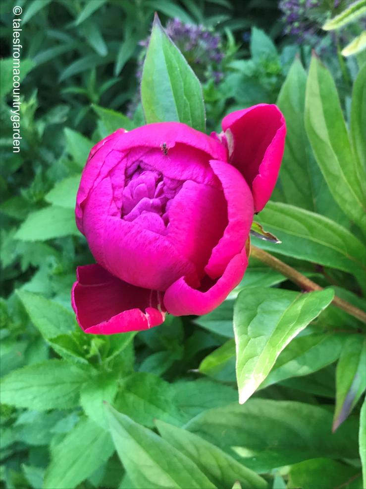 Peony_watermarked