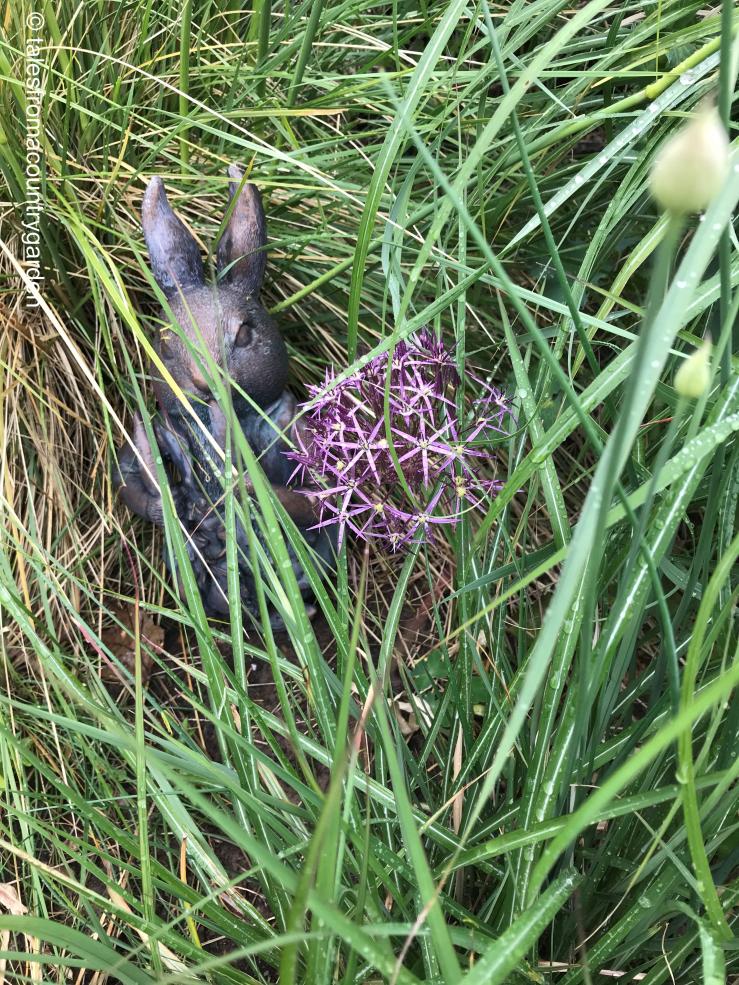 Peter rabbit_watermarked