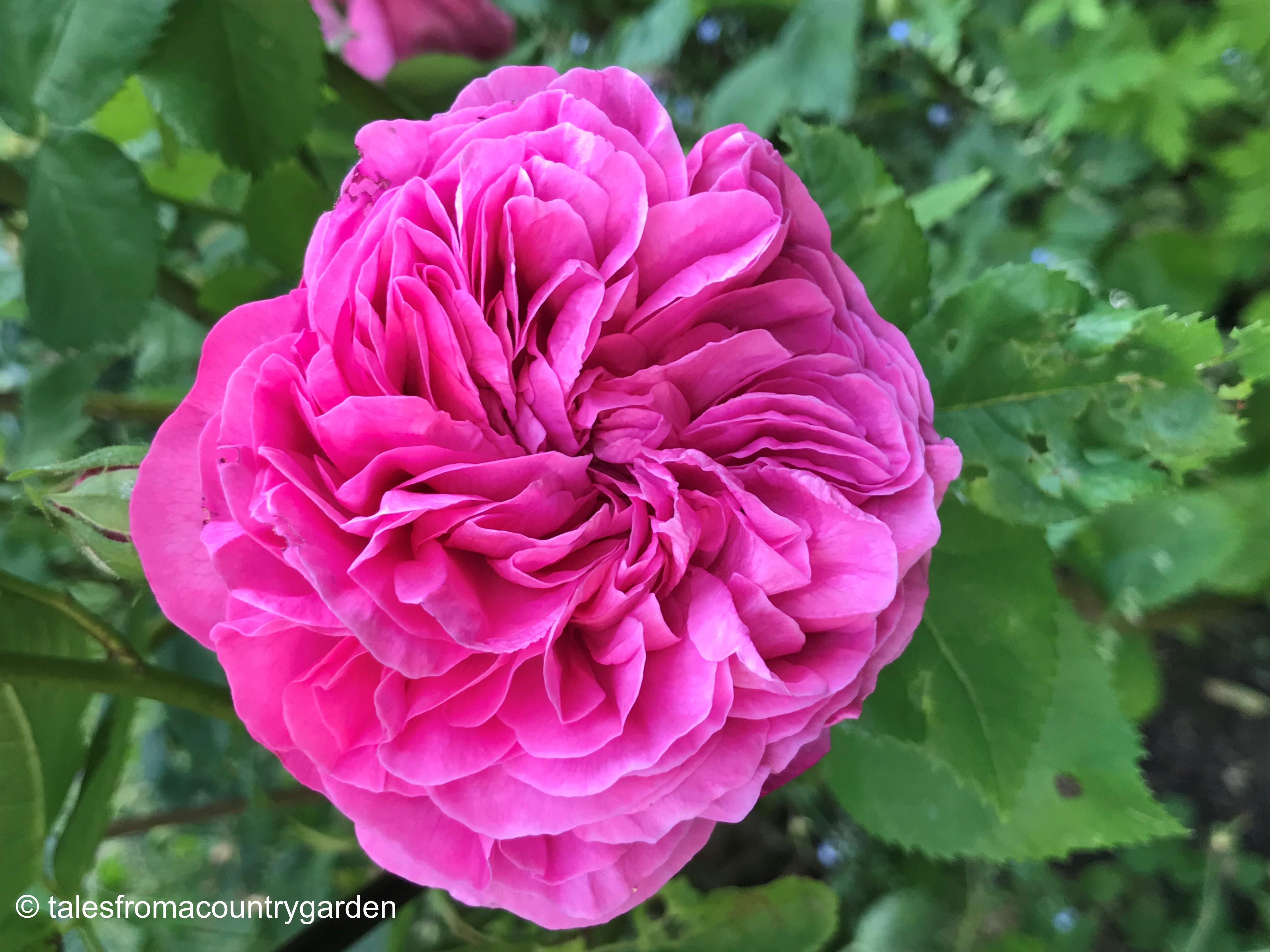 Rose Louise Odier_watermarked