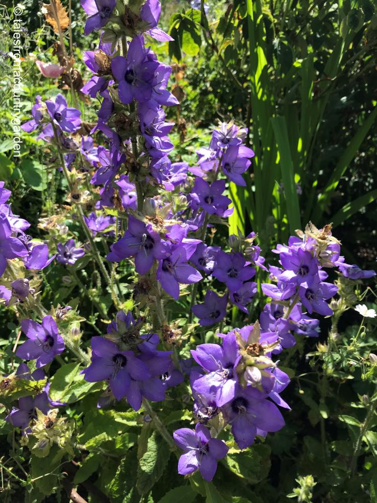 campanula primulifolia_watermarked