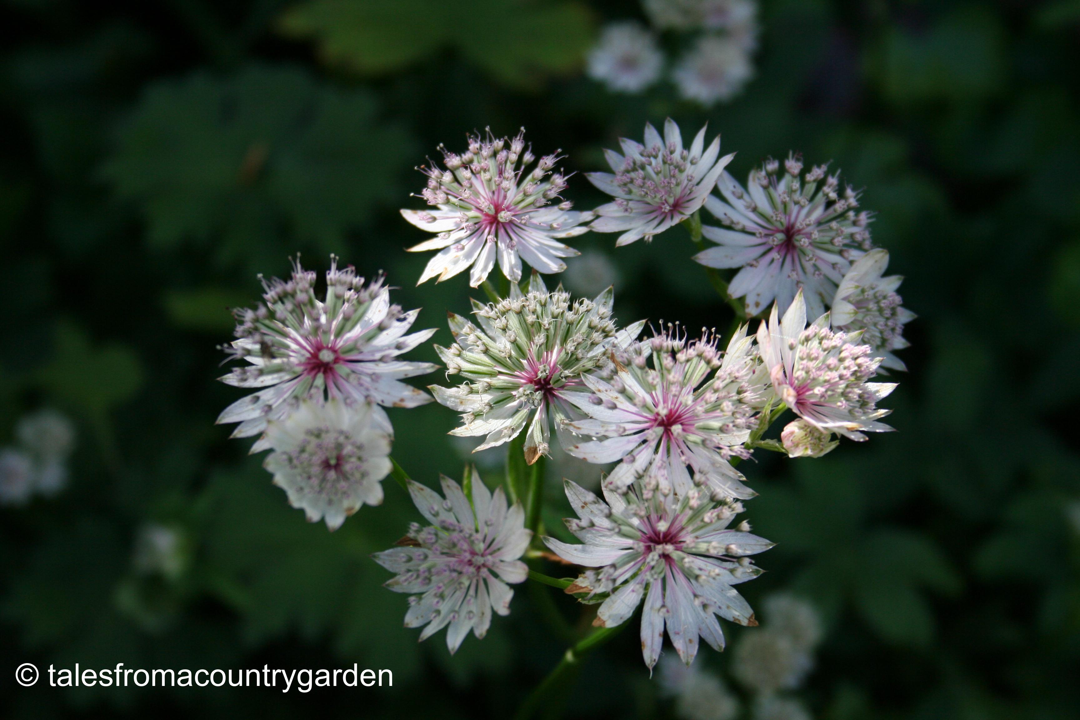 IMG_0492_watermarked