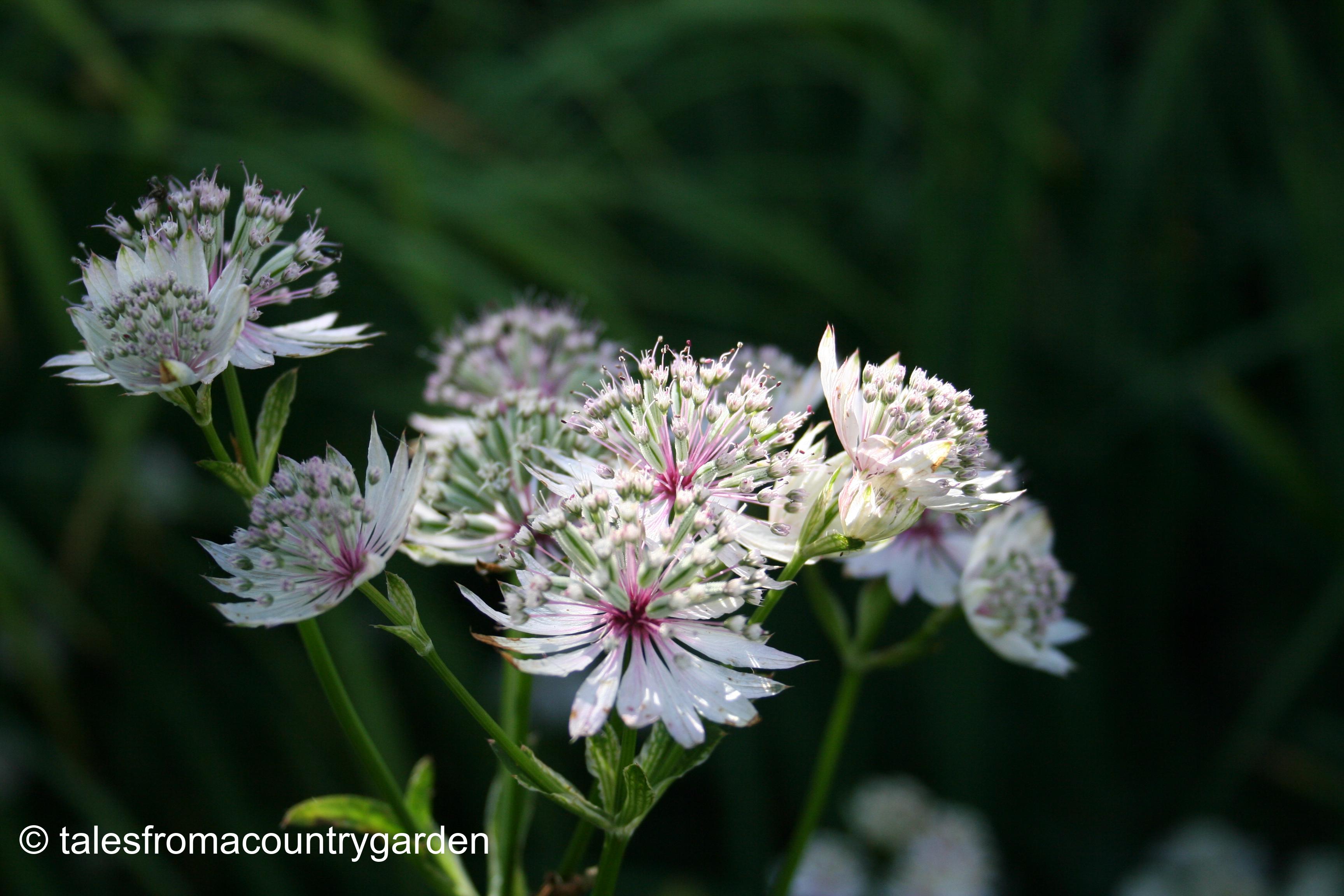 IMG_0496_watermarked